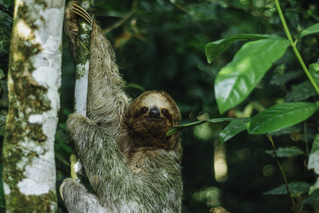 Sloth-Tour-in-La-Fortuna