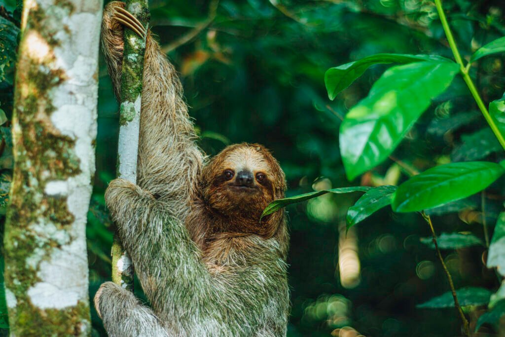 Sloth-Tour-in-La-Fortuna