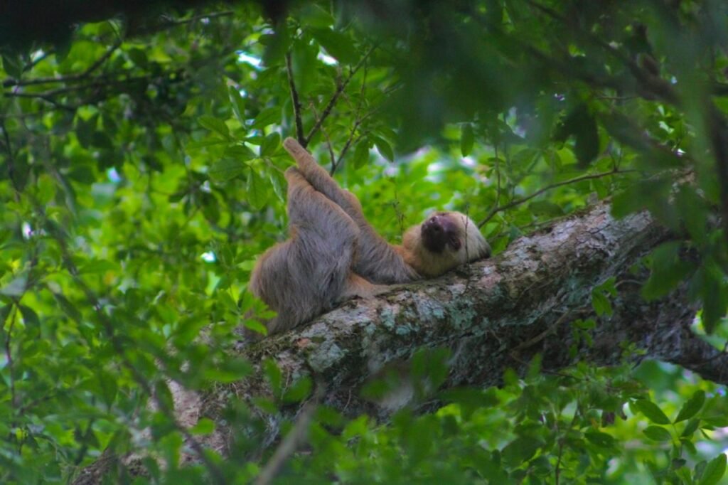 Top Wildlife Seen While Rafting in Arenal
